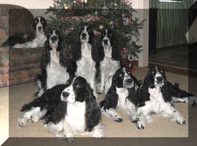 Bondir English Springer Spaniel Christmas 2008