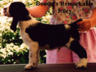 Riley (was Daffy) stacked