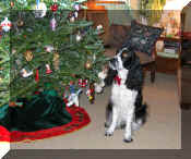 Christmas2003.JPG (27212 bytes)