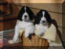 Pup good photo.JPG (62411 bytes)