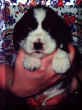 Libbypup.jpg (22857 bytes)