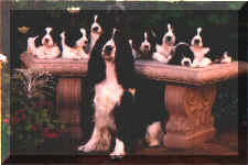 LibbyPuppies3.JPG (13469 bytes)