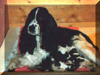 Libbypups2000.JPG (14761 bytes)