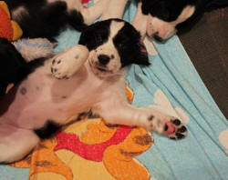 Louisa loves to play on her back, pictured @ 7 weeks of age