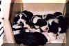 Puppies2000.JPG (32543 bytes)