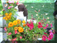 Gidget9weeks.JPG (57468 bytes)