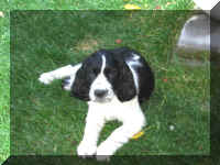Gypsy9weeks.JPG (39871 bytes)