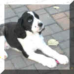 Tommy9weeks.JPG (23134 bytes)
