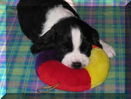 Albert with the favourite ring toy
