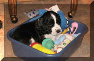 Alfred checks out the toys in the bucket of toys