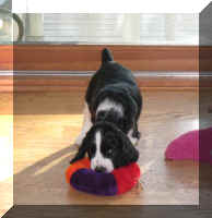 Alfred plays with favourite ring toy