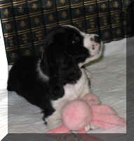 Alfred plays with octupus