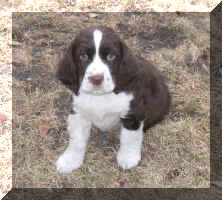 Arthur poses in the  backyard