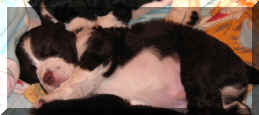 Arthur sleeps, adorable
