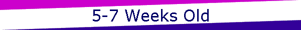 5-7 Weeks Old