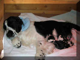 Minnie with her just-born puppies