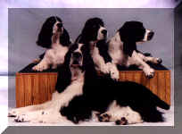 CallyFamily.JPG (35633 bytes)