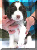 Gidget4wks.JPG (12063 bytes)