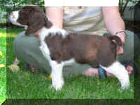 Gidget7wks_3_4.JPG (75241 bytes)