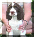 Gidget9wks.JPG (20359 bytes)