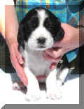 Gypsy4wks.JPG (11477 bytes)