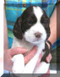 Heidi4wks.JPG (11709 bytes)