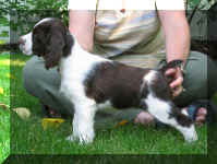 Heidi7wks_2_2.JPG (79131 bytes)