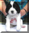 Lili4wks.JPG (12536 bytes)