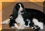 Mom&Pups2weeks.JPG (20840 bytes)