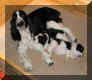 Momandpups4wks.JPG (18124 bytes)