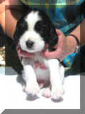 Pepe4wks.JPG (10330 bytes)