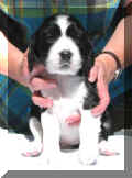 Rosalie4wks.JPG (11523 bytes)