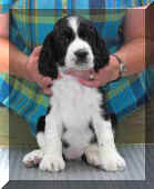 Rosalie6wks.jpg (20351 bytes)