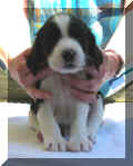 Tommy4wks.JPG (11347 bytes)