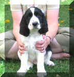 Tommy9wks.JPG (25589 bytes)