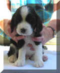 Victor4wks.JPG (11657 bytes)