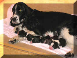 Victoria with her newly whelped puppies