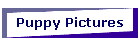 Puppy Pictures