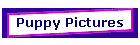 Puppy Pictures