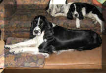 VictoriaFurniture.jpg (52311 bytes)