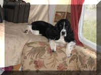 VictoriaTrailer.jpg (66179 bytes)