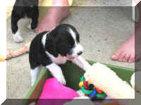 Victoriatoy4wks.jpg (29885 bytes)