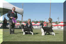 Westwinds.jpg (82131 bytes)