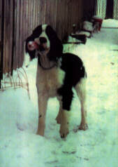 Buddy enjoys the snow!