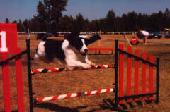 Ceilidh jumps in agility!