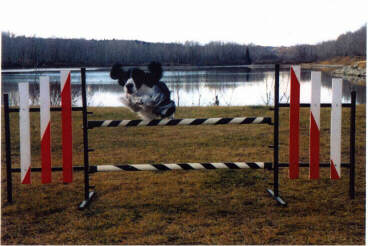 Minnie jumps in agility