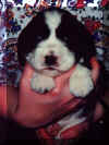 3 week old Springer puppy
